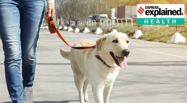 Explained: What a new study says about the shared risk of diabetes between dog and cat owners and their pets