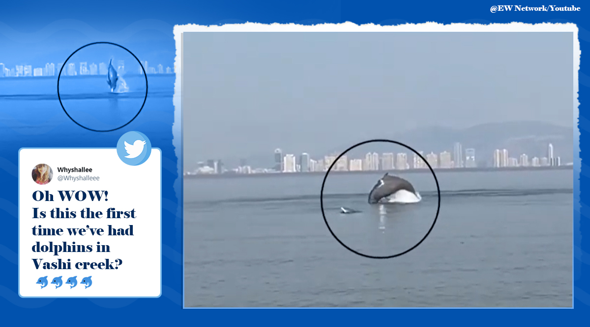dolphins, dolphins in mumbai, dolphins vashi, marine life mumbai, baby dolphins mumbai, mumbai shores aquatic life, viral videos, indian express