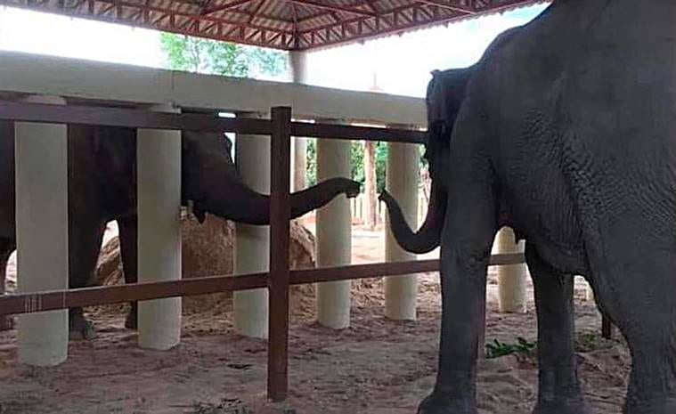 kaavan, world's loneliest elephant, kaavan cambodia, pakistan elephant, cher, express explained, indian express, how kaavan went to cambodia,