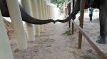 Pakistan, Cambodia, Pakistan's lonely elephant Kaavan Cambodia,, Kaavan, loneliest elephant, elephant, trending, indian express, indian express news