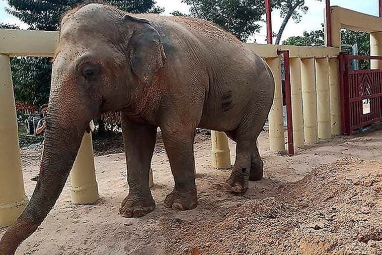 Pakistan, Cambodia, Pakistan's lonely elephant Kaavan Cambodia,, Kaavan, loneliest elephant, elephant, trending, indian express, indian express news