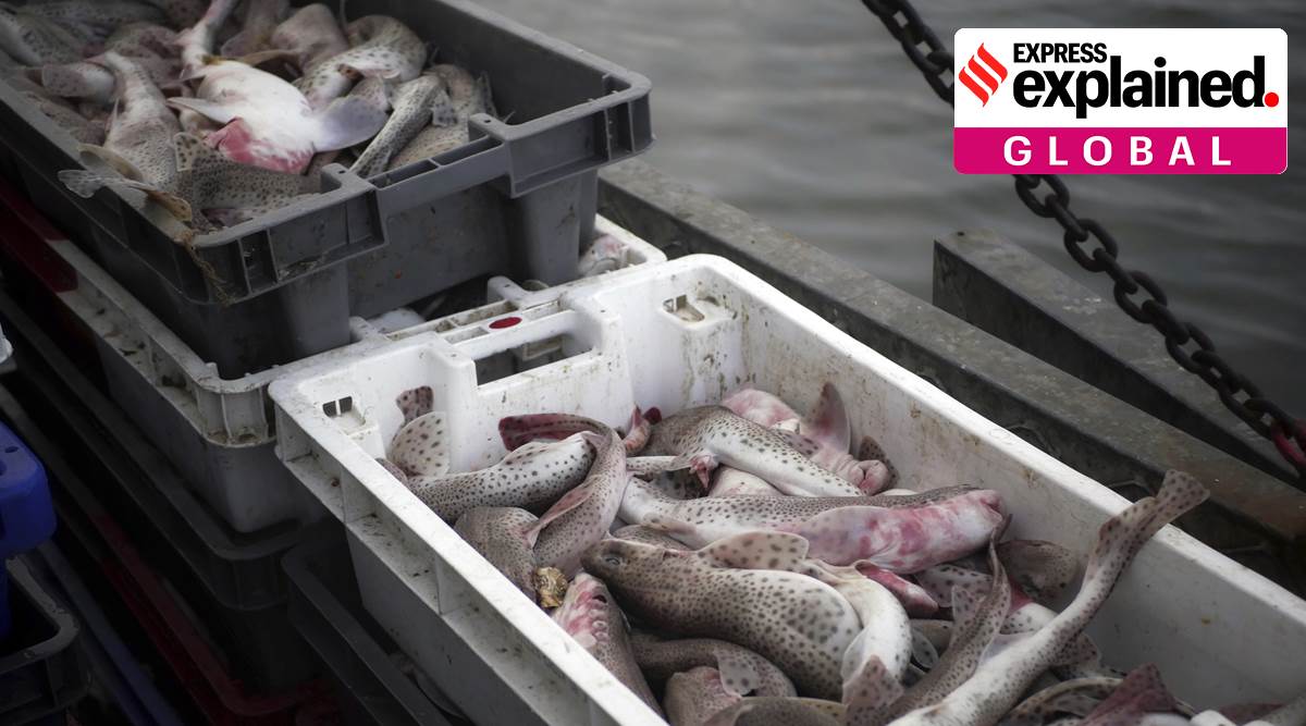 brexit negotiations, Brexit deadline, EU UK fishing rights, UK fish exports to EU, brexit deal, brexit latest, express explained, indian express