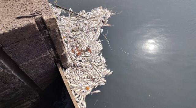 Thousands of fish found dead in Panchganga river.
