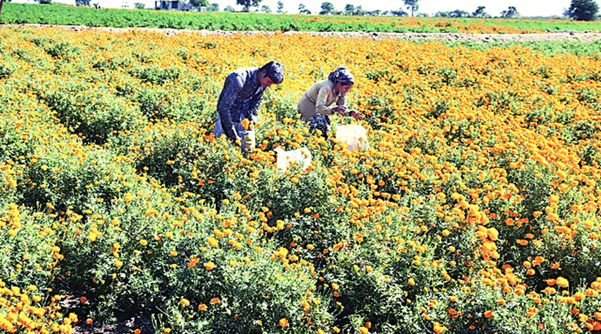 Rajkot municipal body approves proposal to develop flower market on Aji