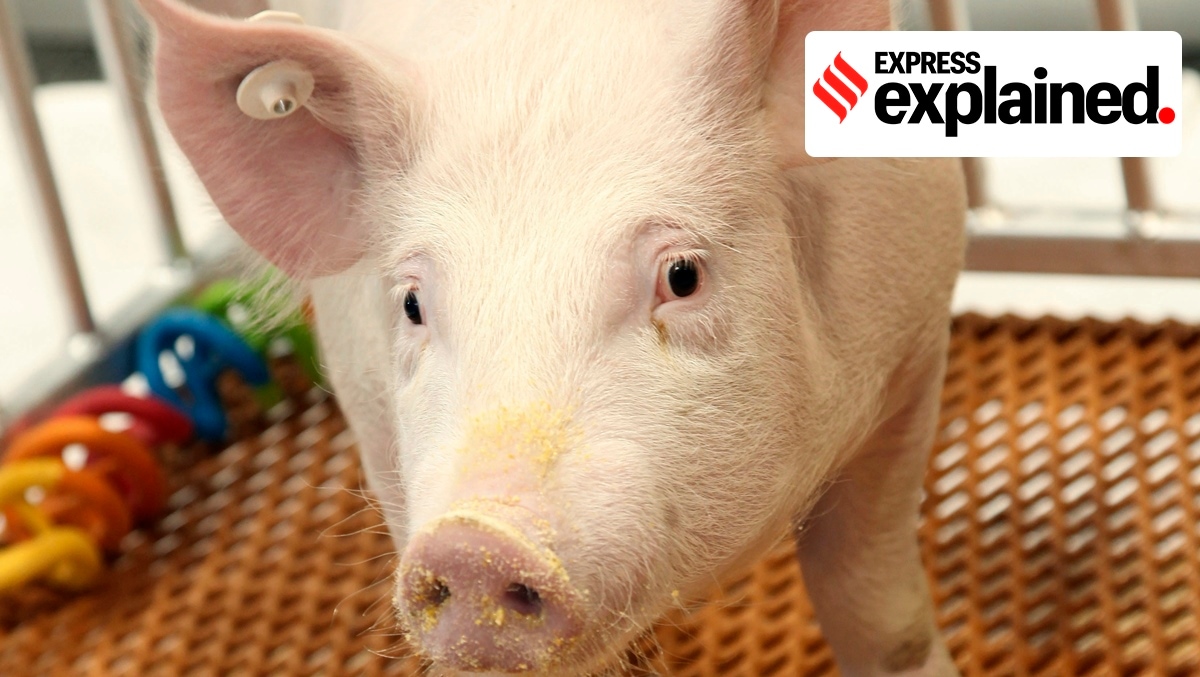 genetically modified pigs, fda genetically modified pigs, US fda pigs, galsafe pigs, 