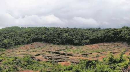 After a gap of two months, on January 6, 2021, removal of 67 trees was approved. (Express Photo: Smita Nair)