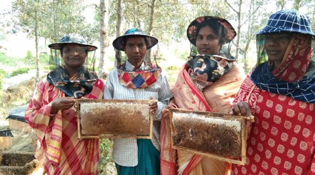 Adulterated Honey Sweet Success For Sundarbans Moulis As Buyers Make