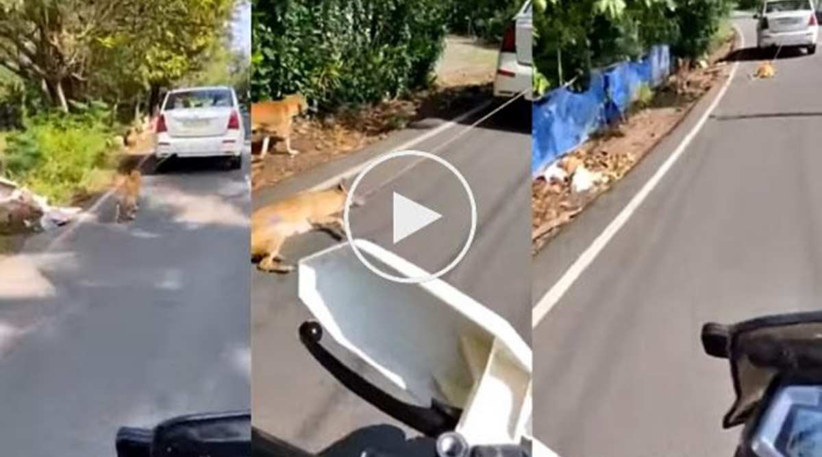 kerala pet dog tied to car, kerala pet dog dragged on road, kerala news, kochi pet dog, kerala pet dog video, indian express