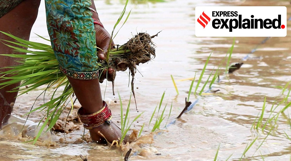 The loan waiver scheme will give relief to 7.83 lakh farmers in the state. (Express Photo: Gurmeet Singh, File)