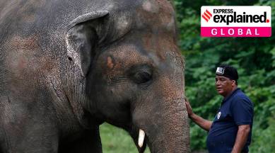 kaavan, world's lonliest elephant, kaavan cambodia, pakistan elephant, cher, express explained, indian express