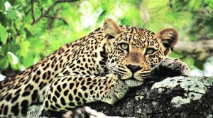 Leopard Sterilisation