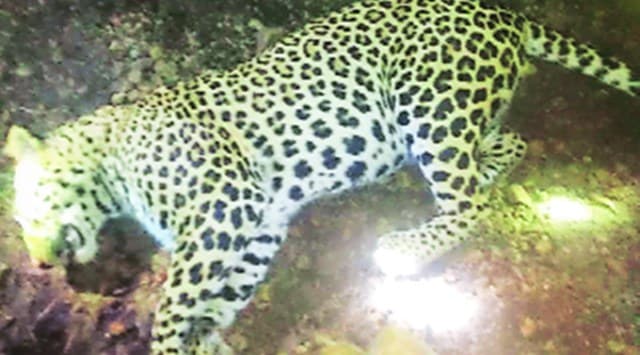 ‘Maneater’ leopard that killed seven persons gunned down in Solapur ...