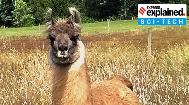 Coronavirus news, Covid latest news, Coronavirus research, Ilama antibodies for Covid, nanobody research for Covid, Indian Express