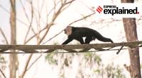 Explained: Building bridges in the forest, to help wildlife