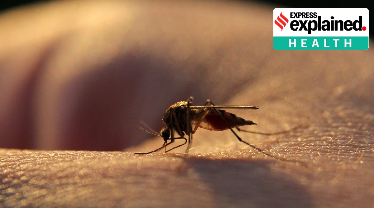 Malaria is caused by the bite of the female Anopheles mosquito, if the mosquito itself is infected with a malarial parasite. (Source: Wikimedia Commons)