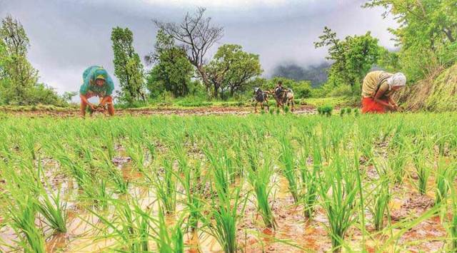 Punjab had set a target to bring 5.35 lakh hectares under Basmati this year, which is also an alternative for Paddy because it needs less water than paddy due to its short duration. (File)