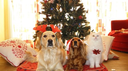 christmas pet treats, easy christmas pet treats, recipe for christmas pet treats, homemade christmas pet treats
