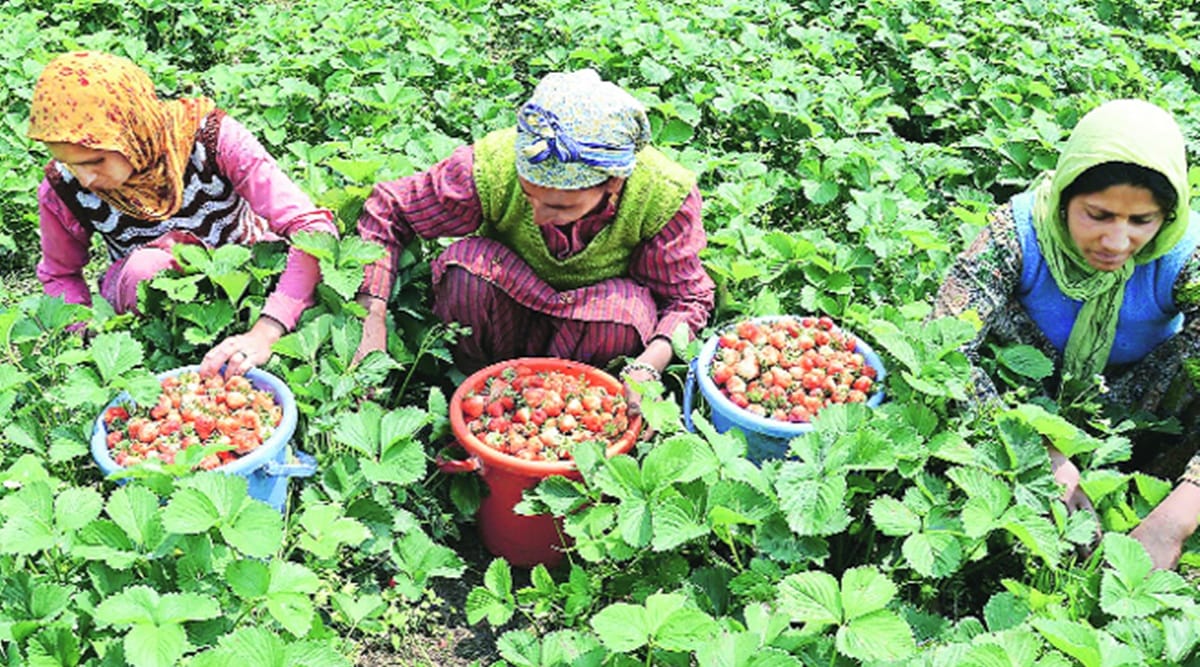 Usually In High Demand During Christmas Strawberries May Remain 