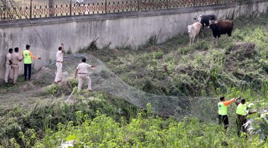 Pune Gaur sightings, Gaurs spotted in Pune, Pune forest area, Pune news, Maharashtra news, Indian express news