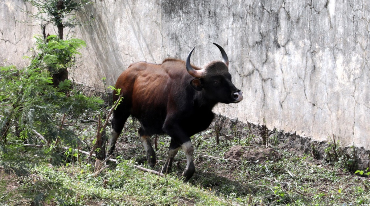 Gaur enters residential locality, Gaur spotted in Pune, Pune Forest area, Pune news, Maharashtra news, Indian express news