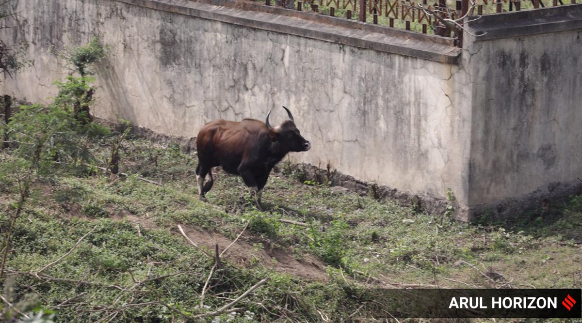 Pune gaur sighting, Pune animal rescue bodies, kothrud, indian bison