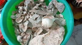 Assam news, Assam rare species, Rare marine life seized, Kamakhya temple, Assam police, Indian express