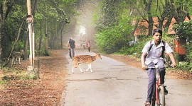 Sanjay Gandhi National Park, SGNP leopard death, SGNP pregnant leopard death, mumbai news, indian express news