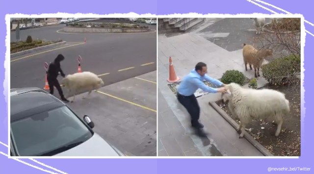 Turkey, Turkey municipality, A goat, a sheep and three lambs terrorize Turkey, Nevşehir, hooves and horns gang, cctv footage, trending news, indian express news