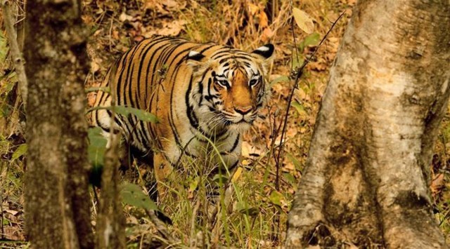 A six-year old tiger was translocated from the buffer zone of Jim Corbett Tiger Reserve to Rajaji Tiger Reserve in Uttarakhand Saturday. (Representational Image)