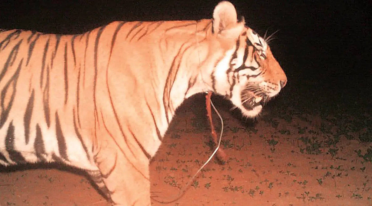 Ranthambore camera traps find wire noose around tiger’s neck
