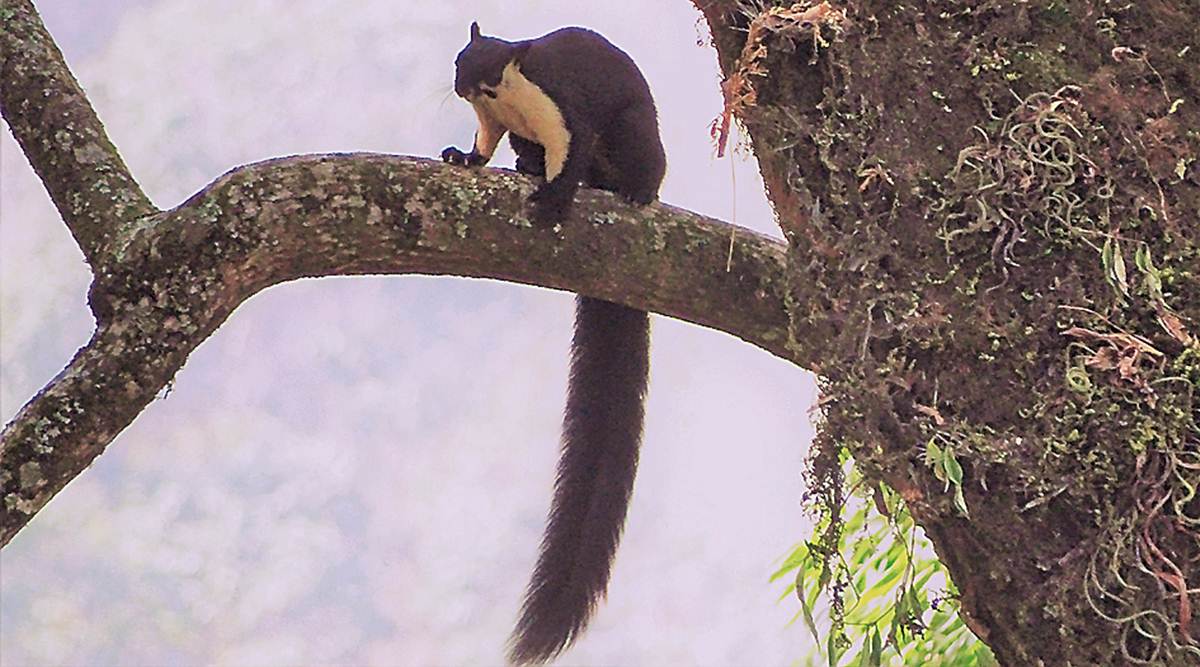 First Ever Study Has Grim Prognosis Native Squirrel Could Vanish From Ne After 2050 India News The Indian Express