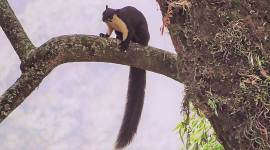 tree squirrel, tree squirrel northeast, Northeast tree squirrel, Malayan Giant Squirrel, tree squirrel extinct, tree squirrel endangered, Indian express