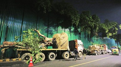 tree transplantation