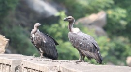 maharashtra vultures, maharashtra vultures new home, white-backed vulture, Nehru Zoological Park, Nehru Zoological Park Hyderabad, indian express news