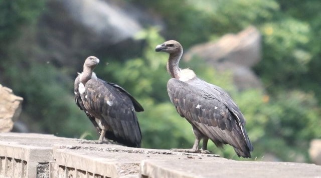 maharashtra vultures, maharashtra vultures new home, white-backed vulture, Nehru Zoological Park, Nehru Zoological Park Hyderabad, indian express news
