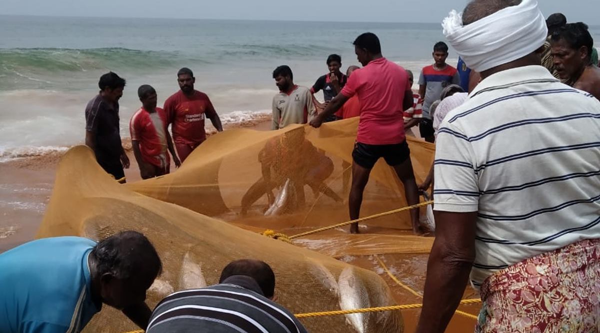 kerala, kerala fishermen, kerala fishermen rescue endangered whale shark viral video, kerala whale shark rescue, trending news, indian express news