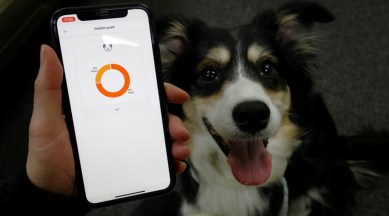 Dog collars, Smart dog collars, AI-powered dog collars, South Korea, Dog collars, Petpuls Lab dog collars, Bark detecting dog collars, Trending news, Indian Express news