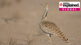 Asian Houbara Bustard no alt set