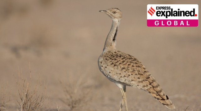 The houbara bustard is a large terrestrial bird found in parts of Asia, the Middle East and Africa. International Fund for Houbara Conservation (IFHC)