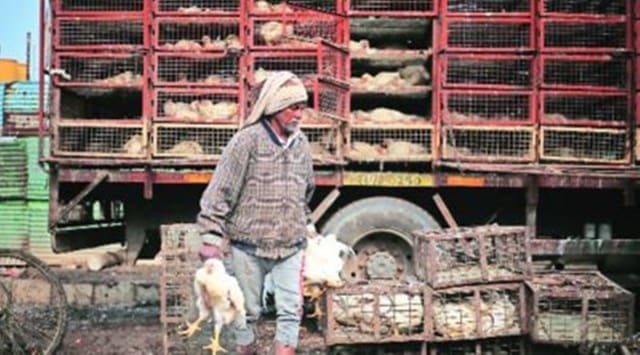 In the past two days, Yavatmal district recorded 494 poultry bird deaths. (File)