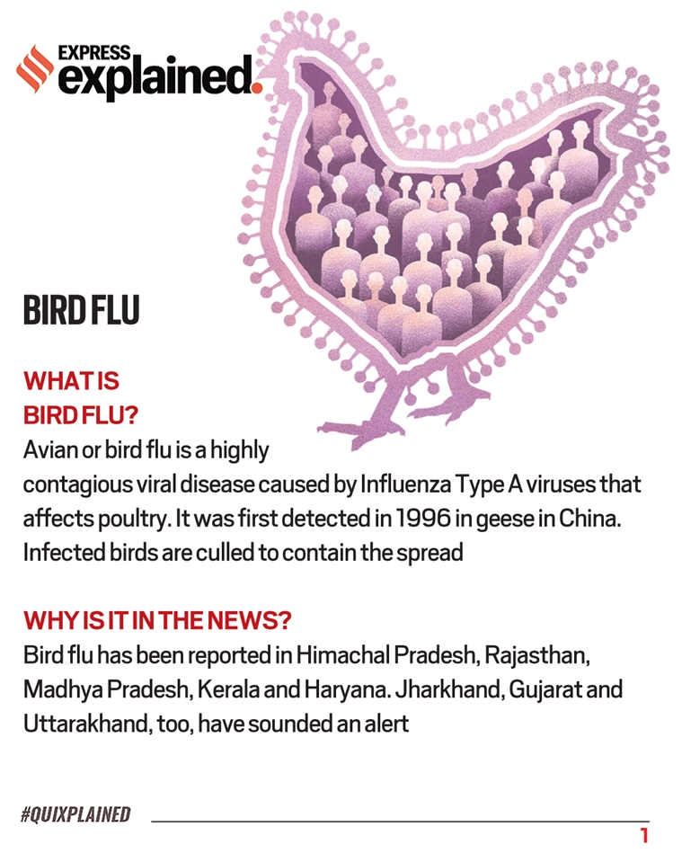 Bird Flu In India What Is Bird Flu And What Are The Symptoms Treatment And Precautions