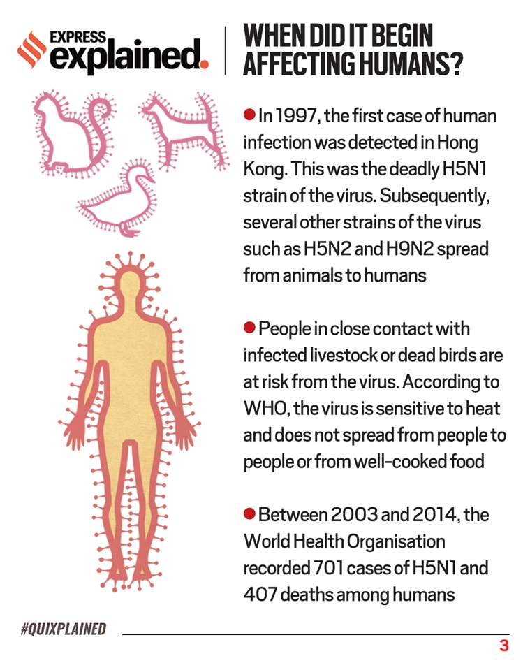 Bird Flu in India: What is bird flu and What are the symptoms, treatment  and precautions?