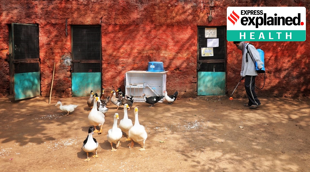 At least 131 different subtypes of influenza A virus have been detected in nature, all but two of which can infect birds. (Express photo: Nirmal Harindran)