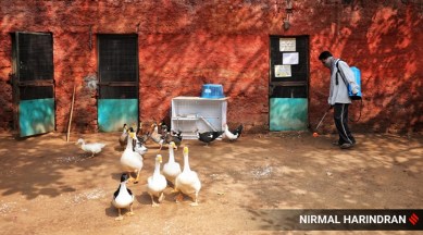 Gujarat Bird flu,