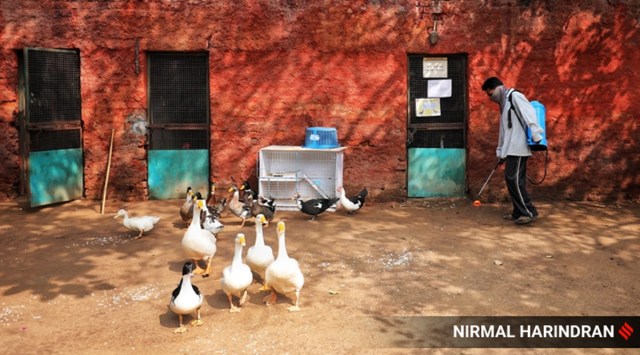 Gujarat Bird flu,