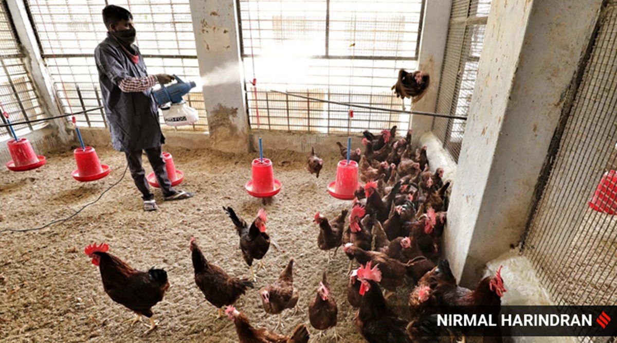 Centre confirms bird flu in six states; over 1.60 lakh ...