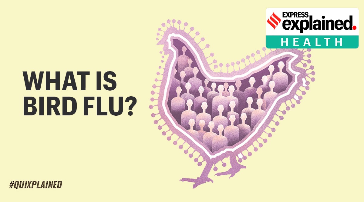 Bird Flu, Bird Flu India, What is Bird Flu, Bird Flu explained, Bird Flu treatment, Bird Flu symptoms, Bird Flu causes, Indian Express