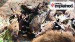 Explained: What is bird flu and how severe is the latest outbreak in India?
