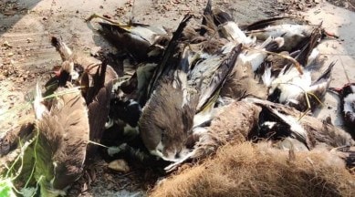 bird flu, bird flu in punjab, bird flu in haryana, bird flu in india, bird flu causes, punjab government on bird flu, Haryana Animal Husbandry and Dairying, Regional Disease Diagnostic Laboratory, indian express, india news, chandigarh latest news
