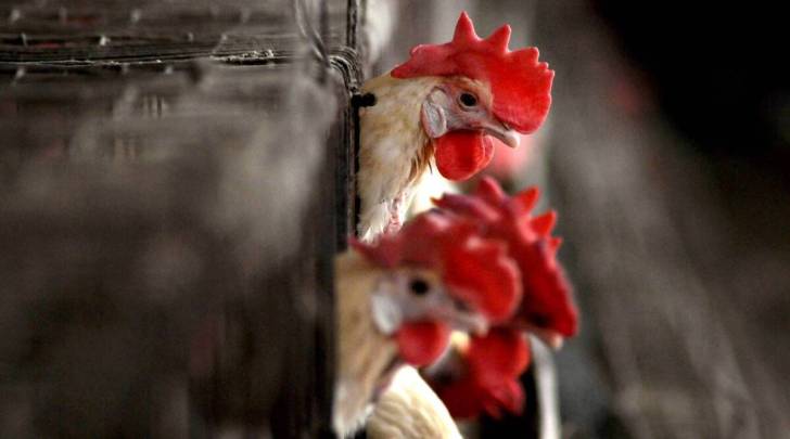 bird flu in punjab